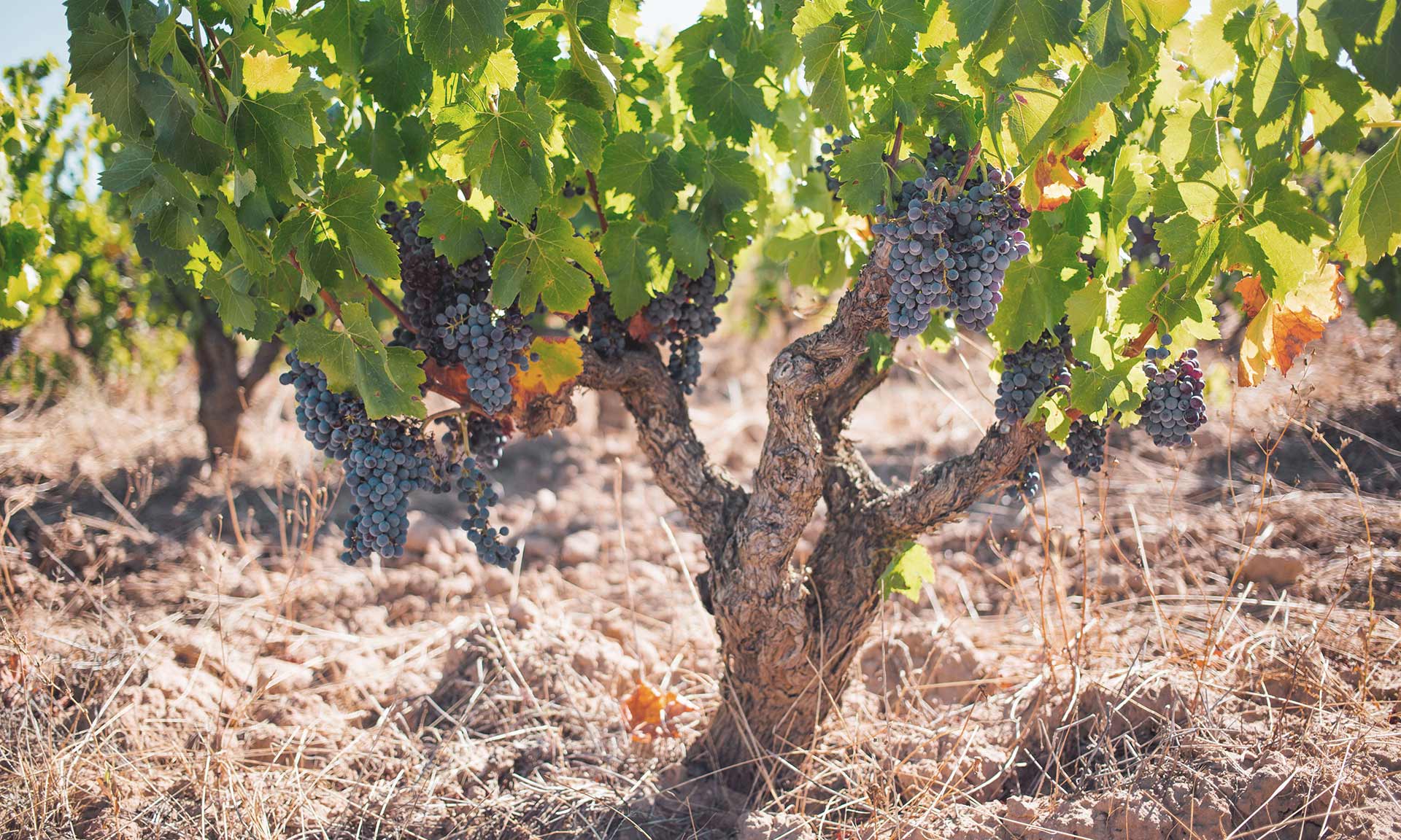 Grenache Celler Frisach Terra Alta