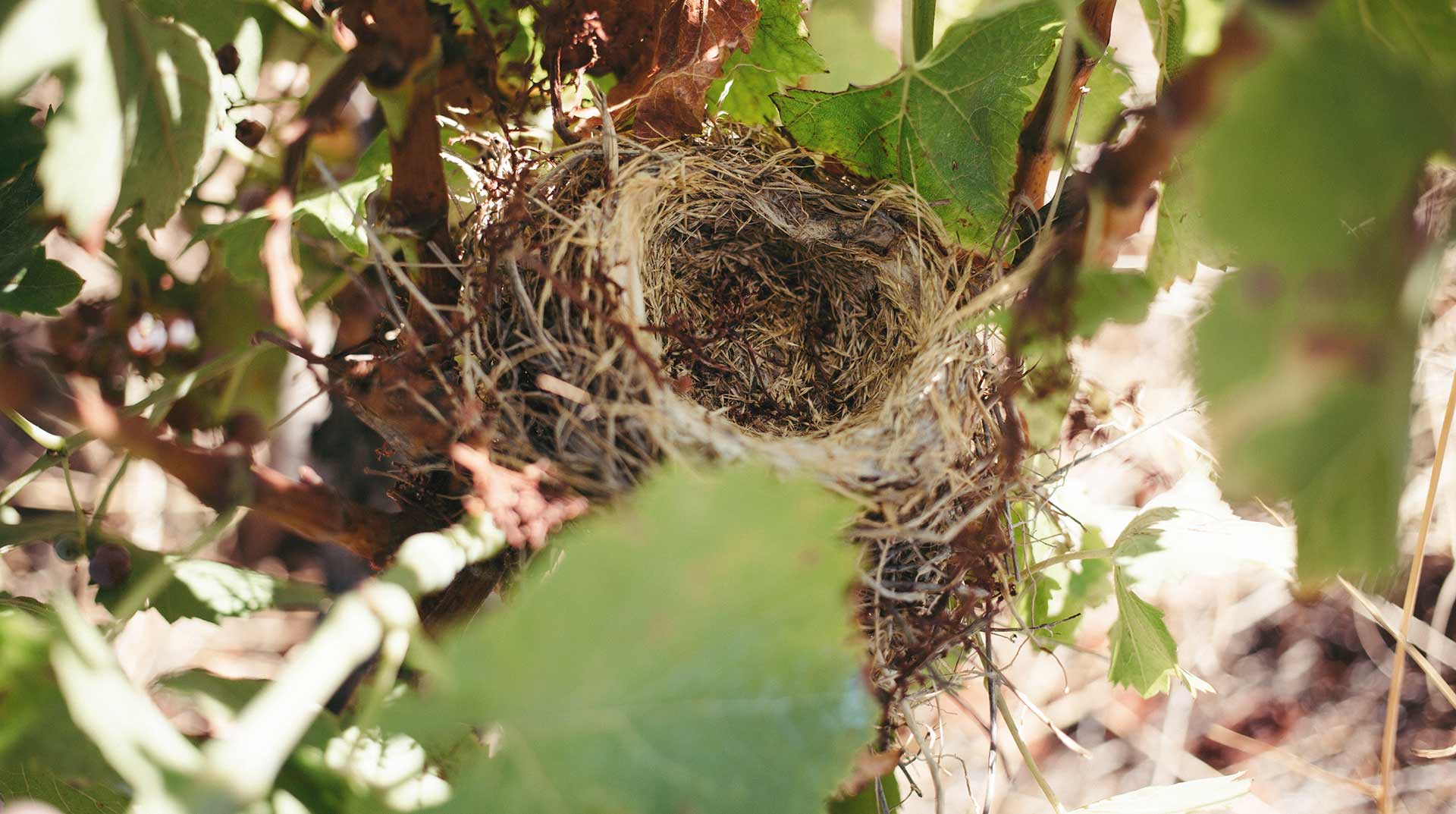 Ecologic wines Celler Frisach Terra alta