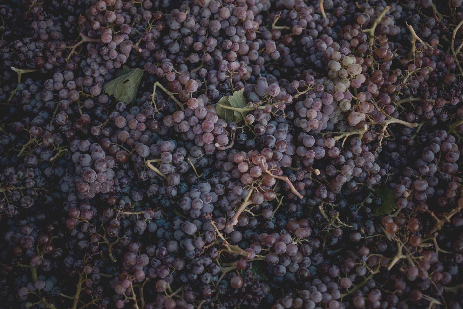 Black Grenache Celler Frisach Terra Alta