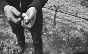 celler frisach vineyards